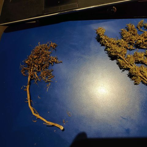 Genética desconocida growlog photo: Inicio del proceso de curado.
Queda 1 rama por secar.
