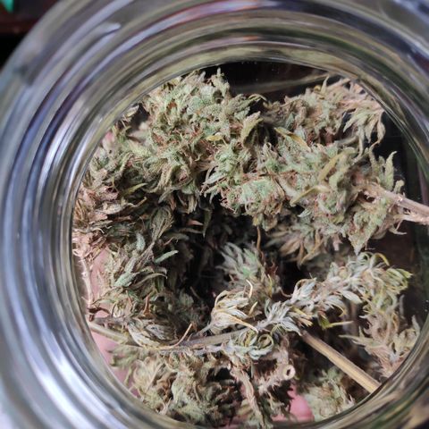 Genética desconocida growlog photo: Revisión del color de las flores.