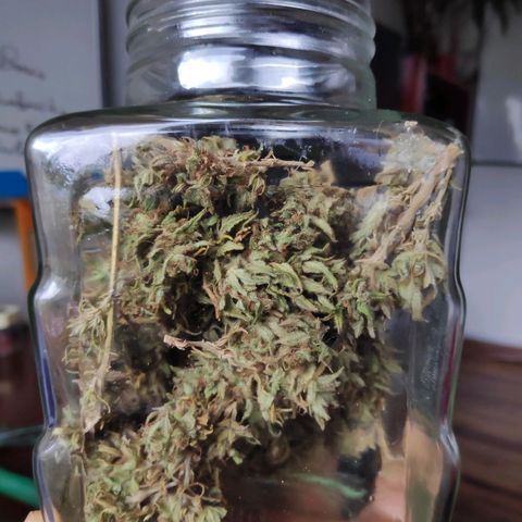 Genética desconocida growlog photo: Revisión del color de las flores.