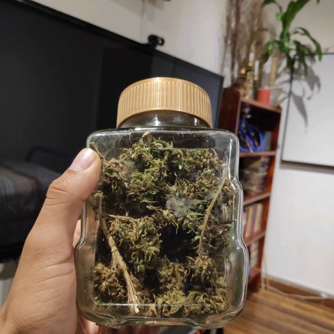 Genética desconocida growlog photo: Envase lleno.
Se encuentran semillas.
