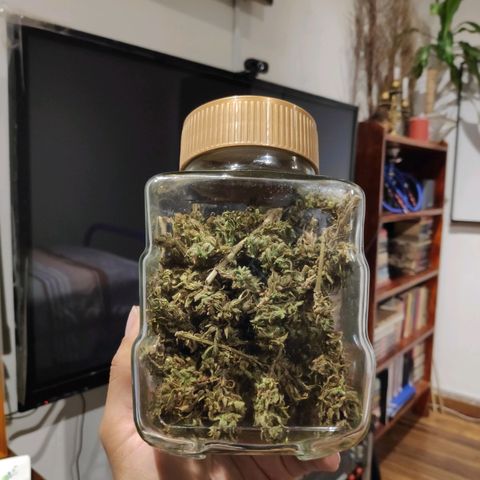 Genética desconocida growlog photo: Envase lleno.
Se encuentran semillas.