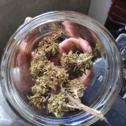 Genética desconocida growlog photo: Curado de cannabis apartado.