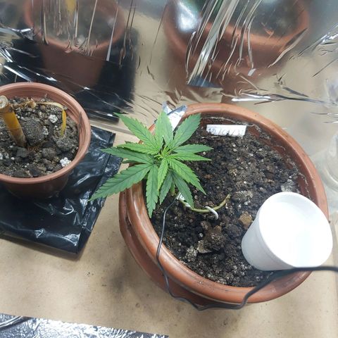 Prensado, Primavera growlog timeline photo