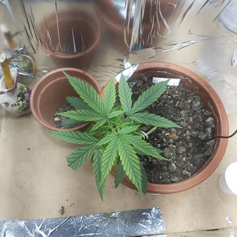 Prensado, Primavera growlog timeline photo