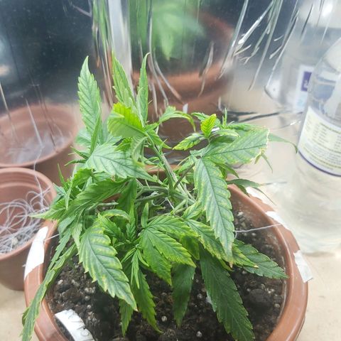 Prensado, Primavera growlog photo: Amarras