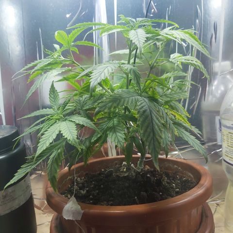 Prensado, Primavera growlog timeline photo
