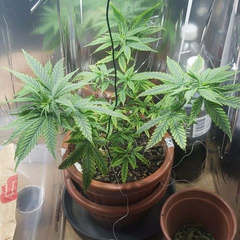 Prensado, Primavera growlog timeline photo
