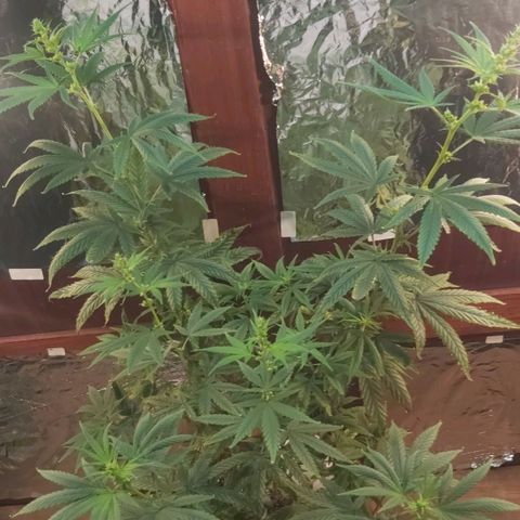 Prensado, Primavera growlog timeline photo