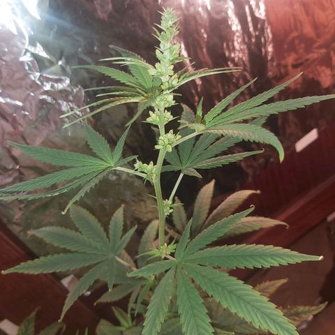 Prensado, Primavera growlog timeline photo