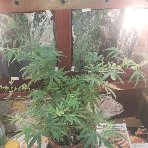 Prensado, Primavera growlog timeline photo