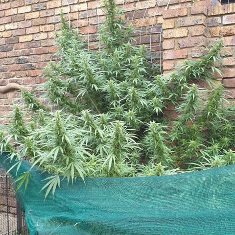 Kingpin growlog timeline photo