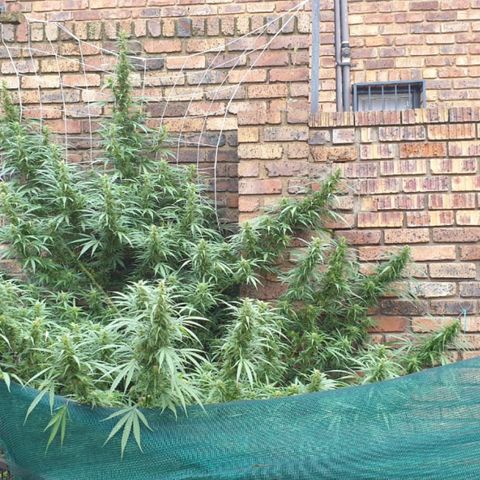 Kingpin growlog timeline photo