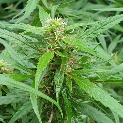 Kingpin growlog timeline photo