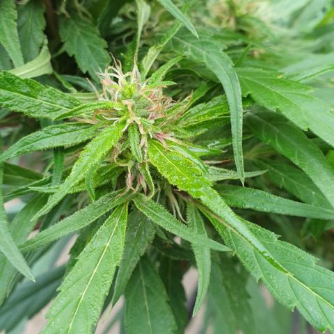 Kingpin growlog timeline photo