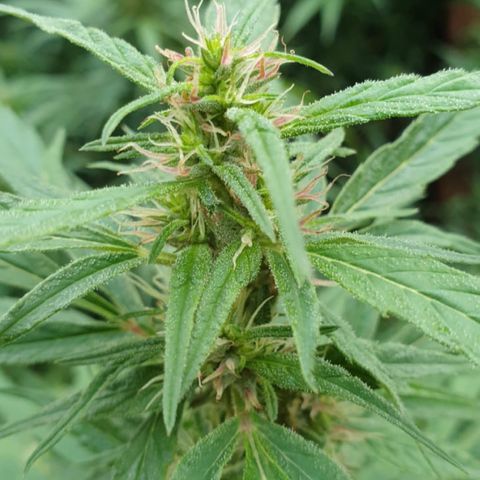 Kingpin growlog timeline photo