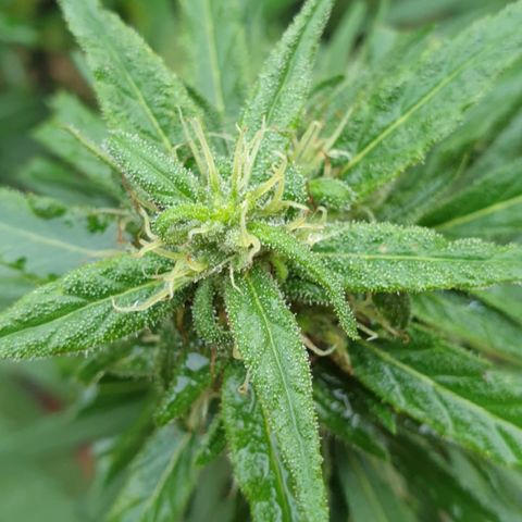 Little Red growlog timeline photo
