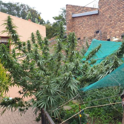 Little Red growlog timeline photo