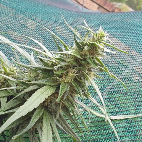 Little Red growlog timeline photo