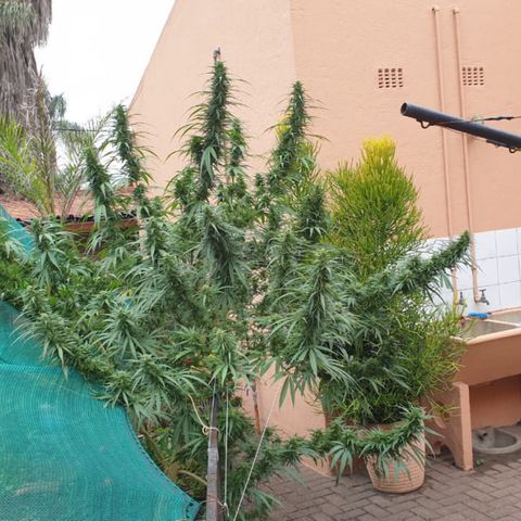 Little Red growlog timeline photo