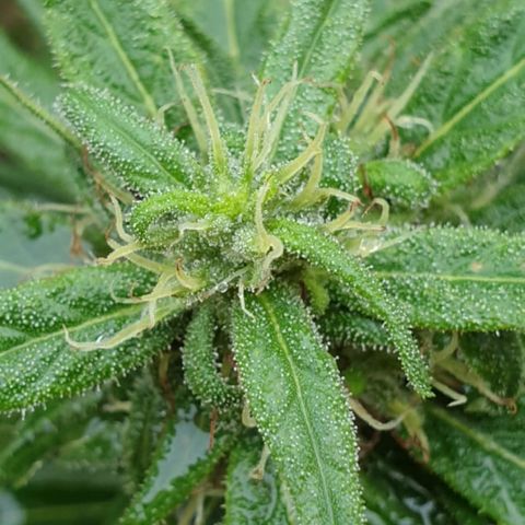 Little Red growlog timeline photo