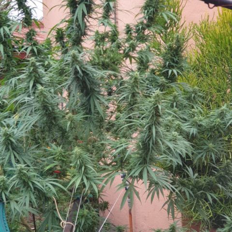 Little Red growlog timeline photo