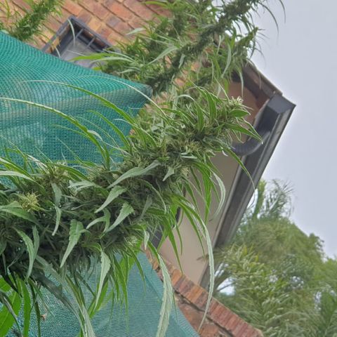 Little Red growlog timeline photo