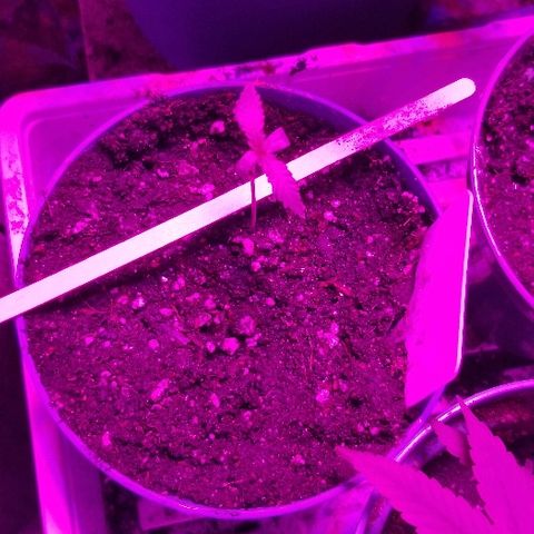 Gluebanner growlog timeline photo