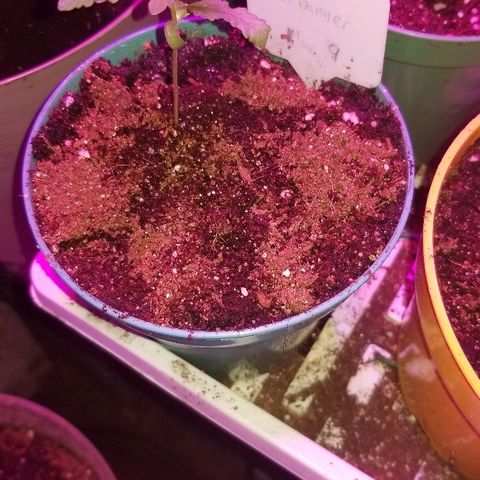 Gluebanner growlog timeline photo