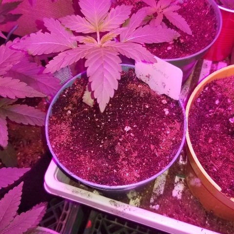 Gluebanner growlog timeline photo