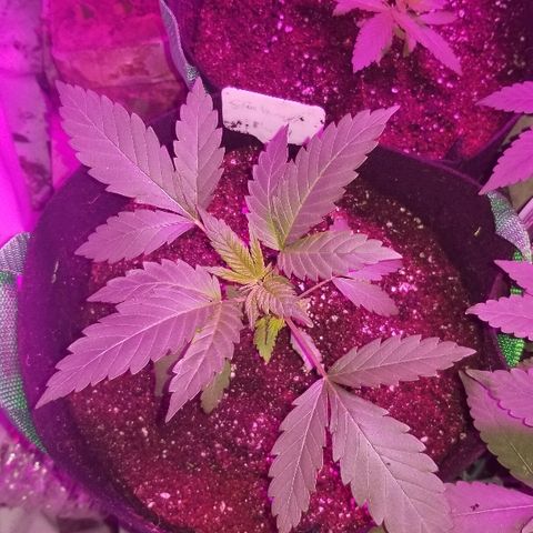 Gluebanner growlog photo: Repotted
