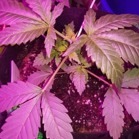 Gluebanner growlog timeline photo