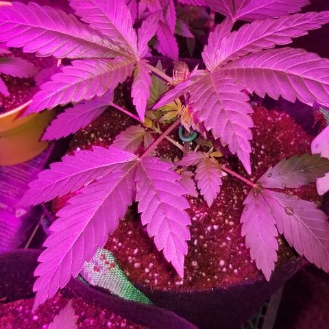 Gluebanner growlog timeline photo