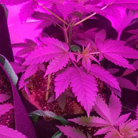 Gluebanner growlog timeline photo
