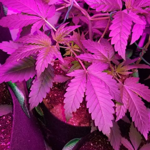 Gluebanner growlog timeline photo