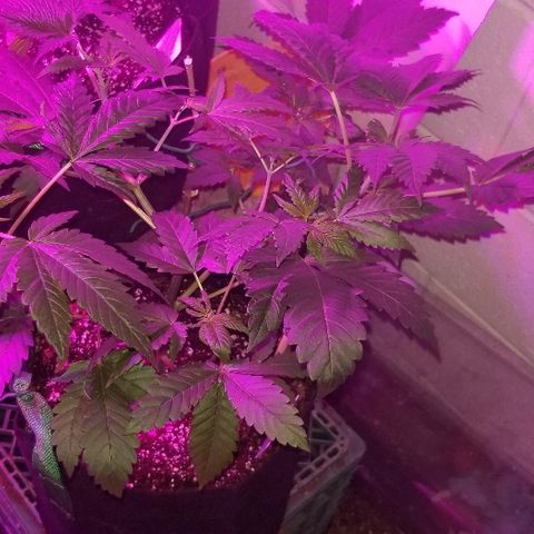 Gluebanner growlog timeline photo