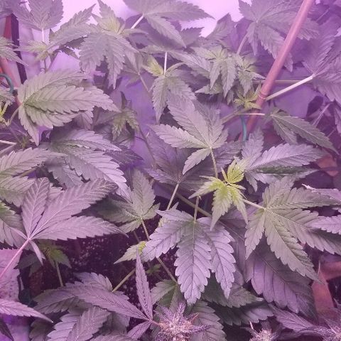 Gluebanner growlog timeline photo