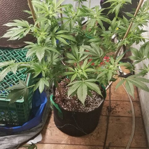 Gluebanner growlog timeline photo