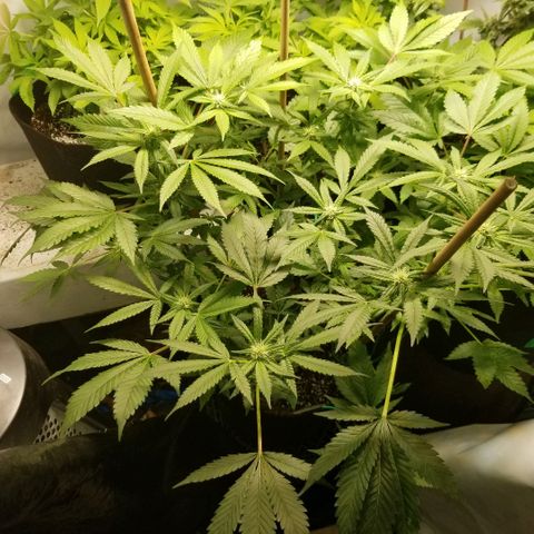 Gluebanner growlog timeline photo