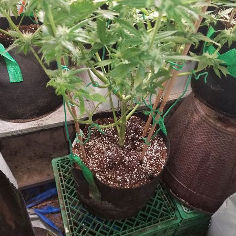 Gluebanner growlog timeline photo