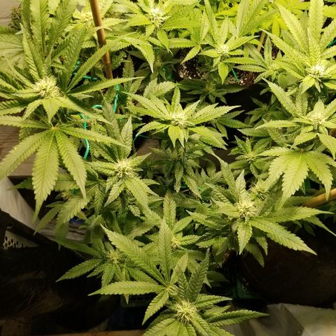 Gluebanner growlog timeline photo
