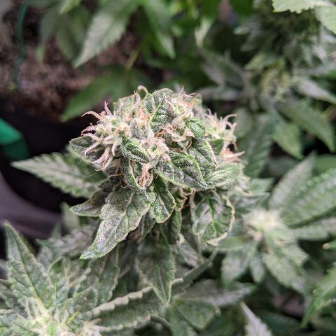 Gluebanner growlog timeline photo