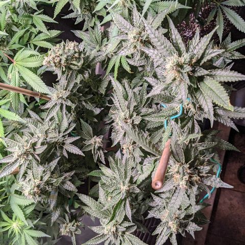 Gluebanner growlog timeline photo