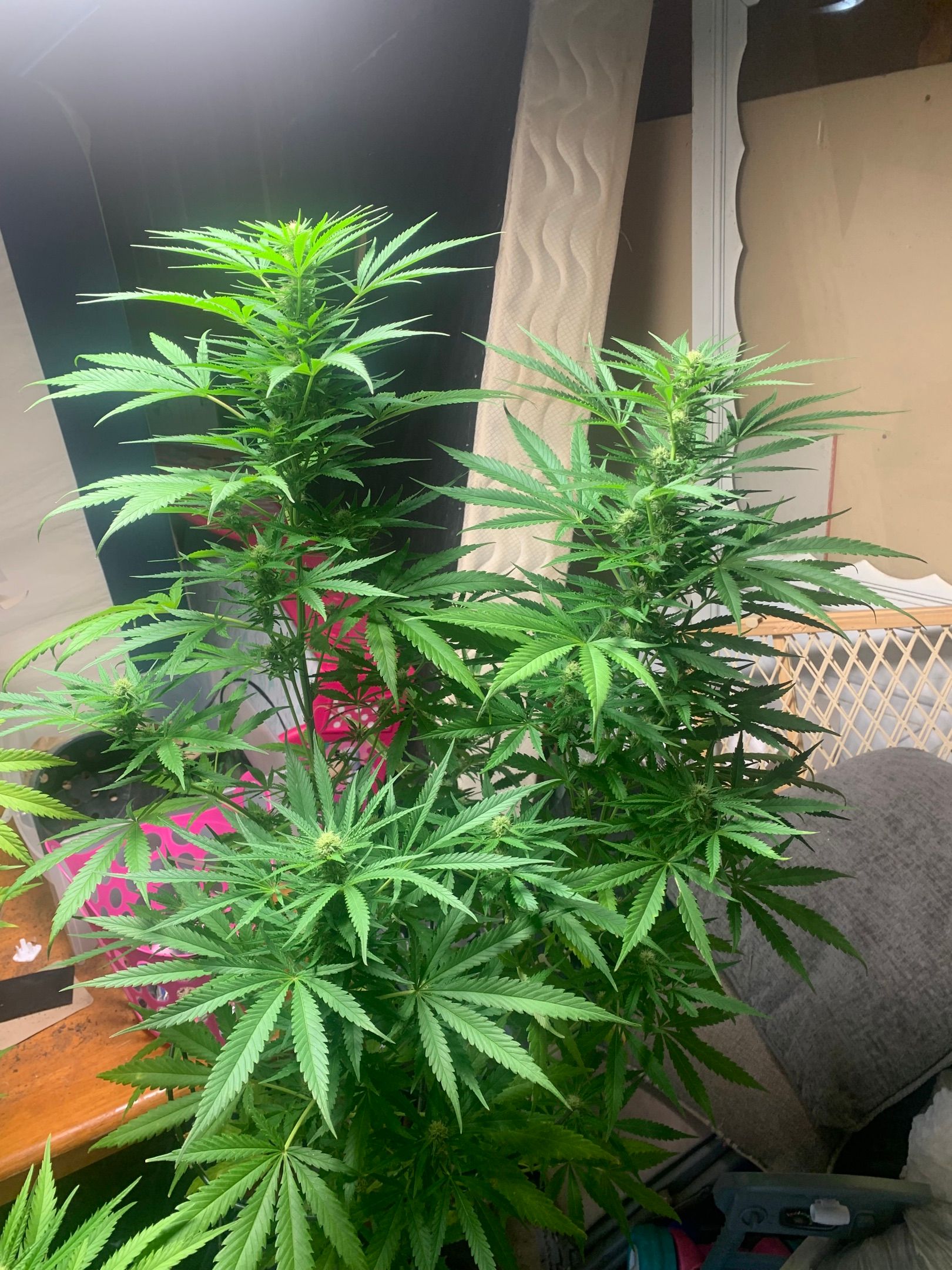 Chocolope growlog header