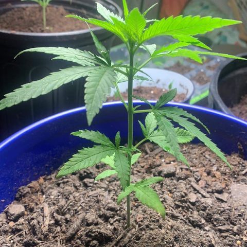 Blue dream  growlog timeline photo