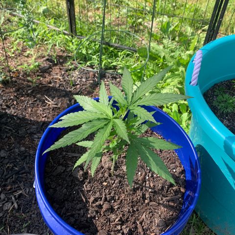 Blue dream  growlog timeline photo