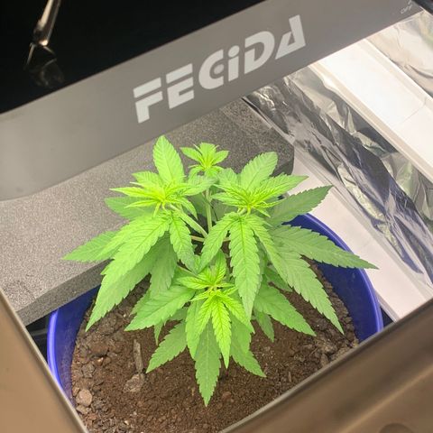Blue dream  growlog photo: Moved to new tent 