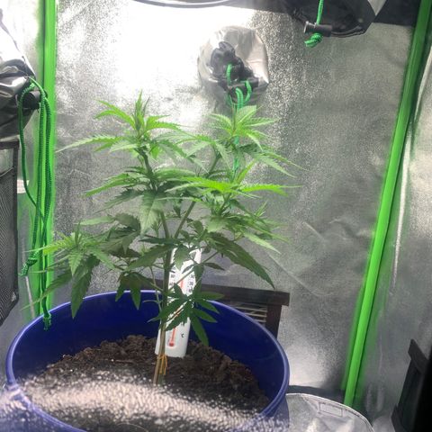 Blue dream  growlog photo: Moved to new tent 