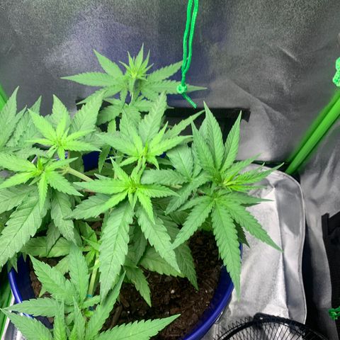 Blue dream  growlog photo: LST day two 