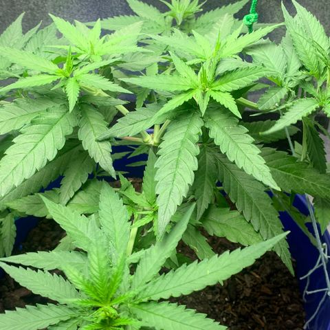 Blue dream  growlog photo: LST day two 