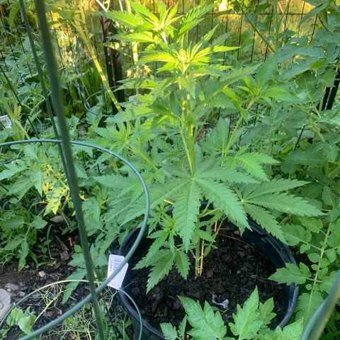 Chocolope  growlog timeline photo